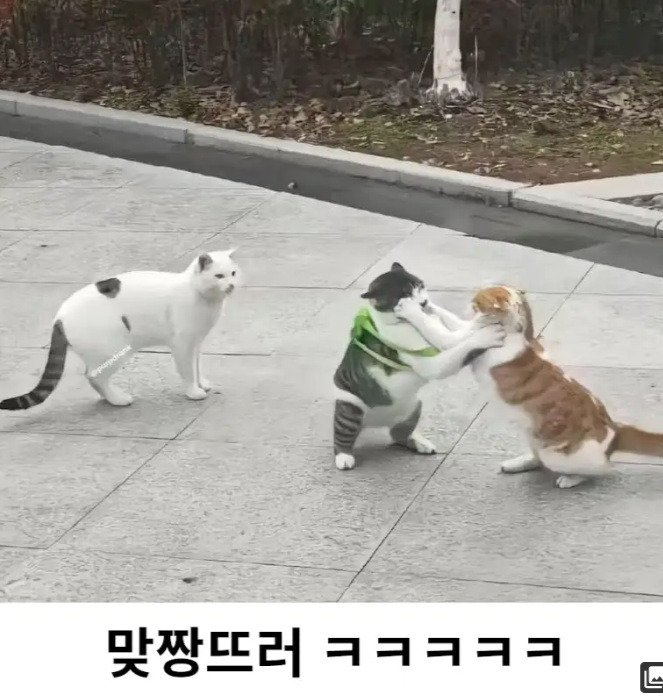 거북이 가방 냥이2.jpg