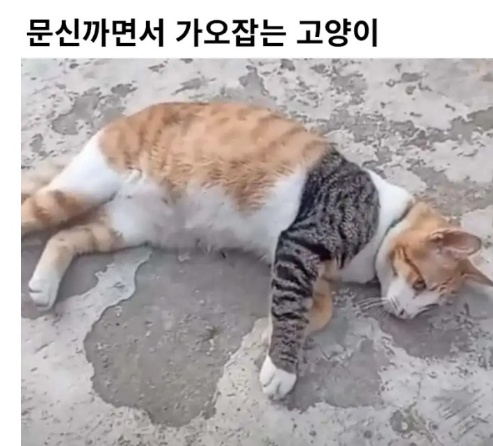 문신 까면서 가오잡는 고양이.jpg
