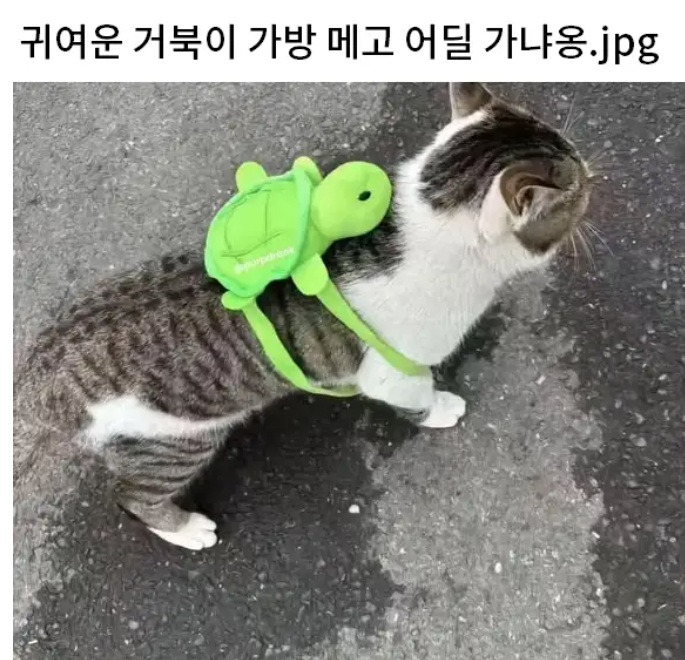 거북이 가방 냥이1.jpg
