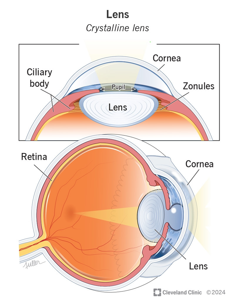 eye-lens-crystalline-lens.jpg