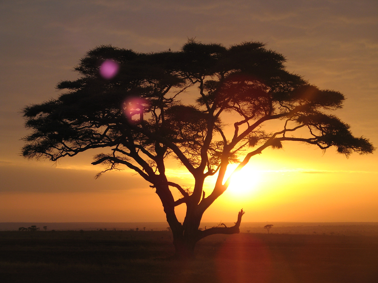 Acacia_tree_on_a_sunrise_safari_at_the_Serengeti_National_Park%2C_Tanzania.jpg