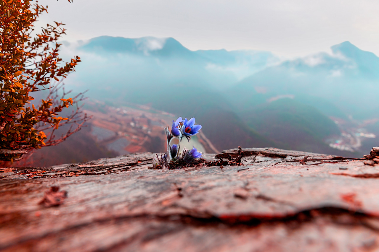 20170325 동강할미꽃 037 copy.jpg