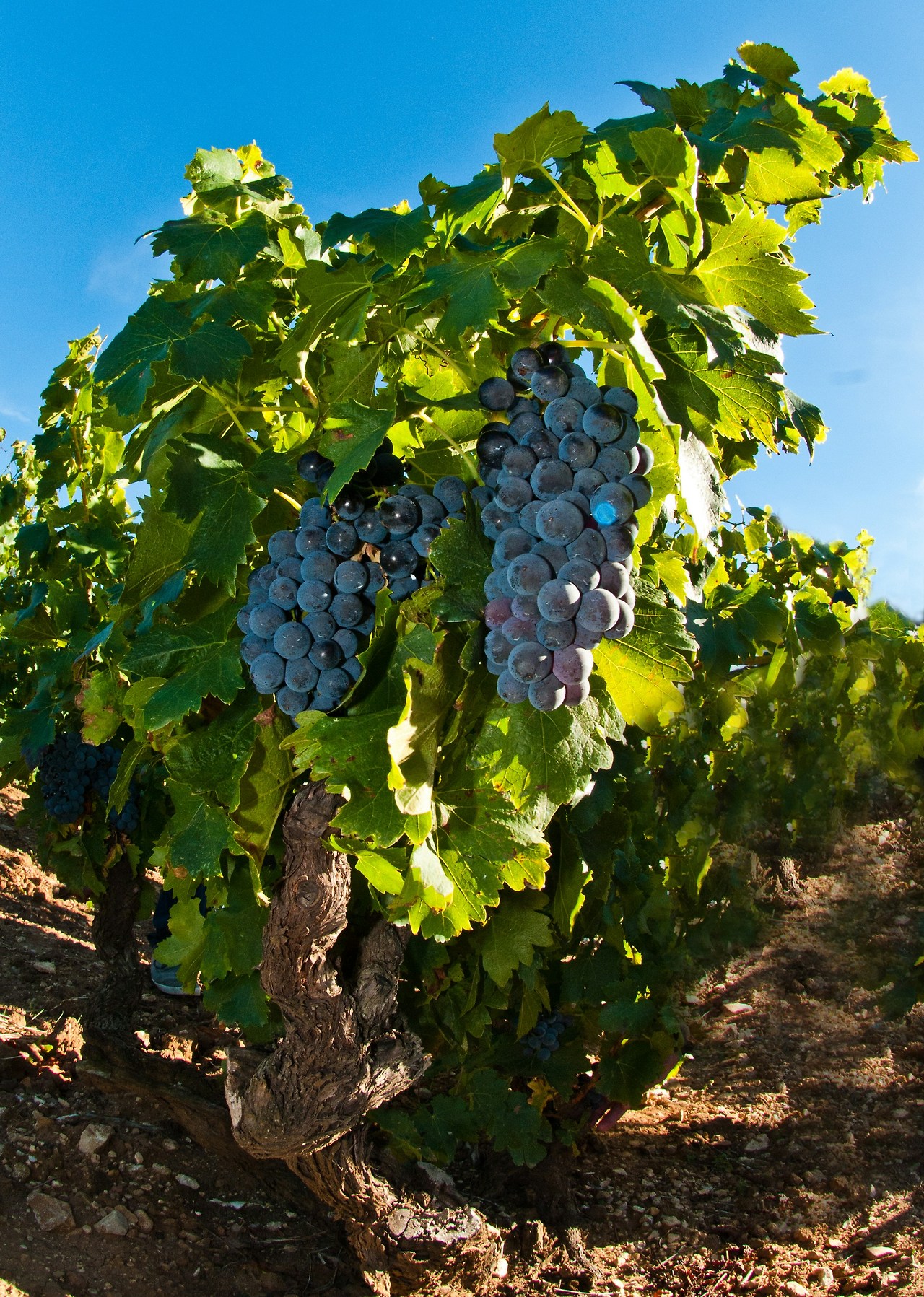 eric-cook-3bwfnHUaOOo-unsplash (1).jpg