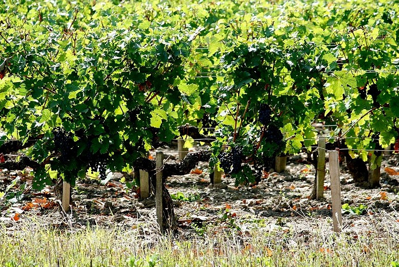 화면 캡처 2024-10-19 072404.jpg