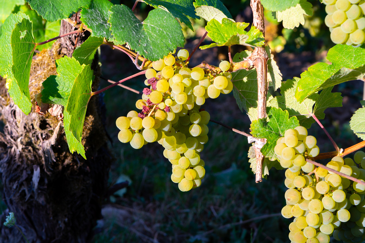 Chardonnay_iStock-1311497549.jpg