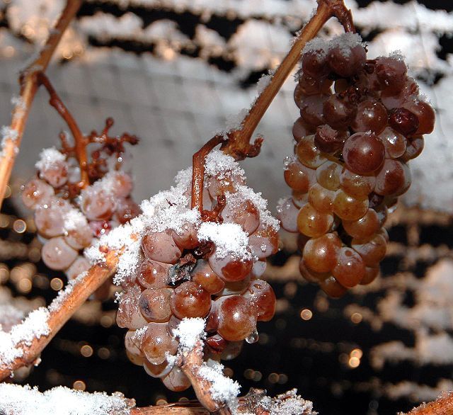 httpswww.flickr.comphotosrivard75770482_icewine grapes3  Dominic Rivard  Flickr  (2).jpg