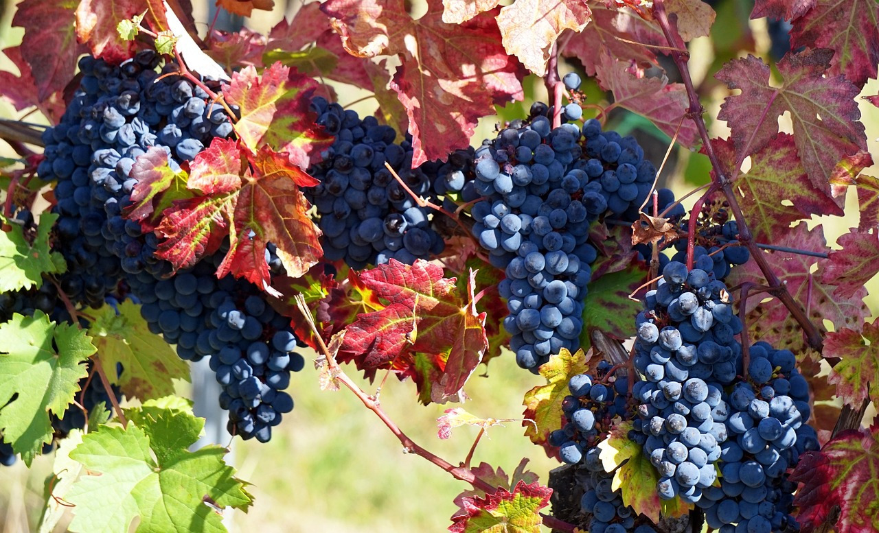 grapes-3681761_1280.jpg