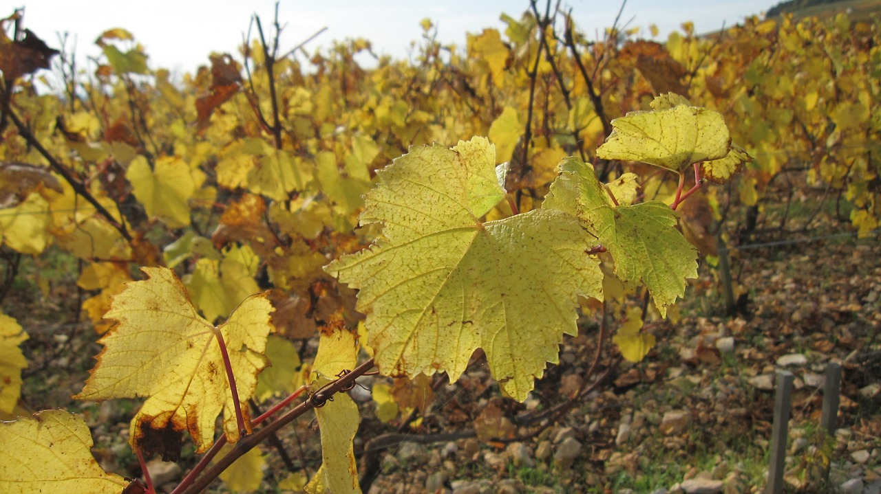 the-slopes-of-corton-in-the-fall-220851_1280.jpg