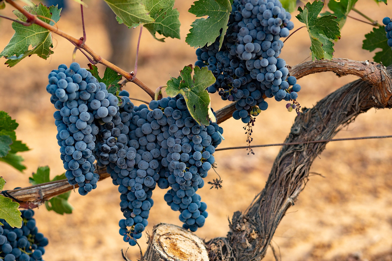 Tempranillo_iStock-1441187659.jpg