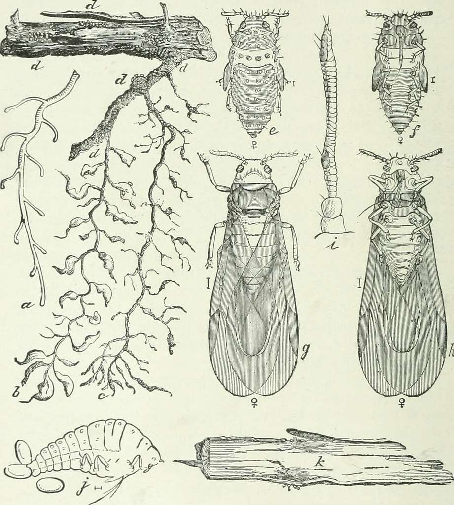 economic-entomology-for-the-farmer-and-fruit-grower-and-for-use-as-a-text-book-c0044e-1024.jpg