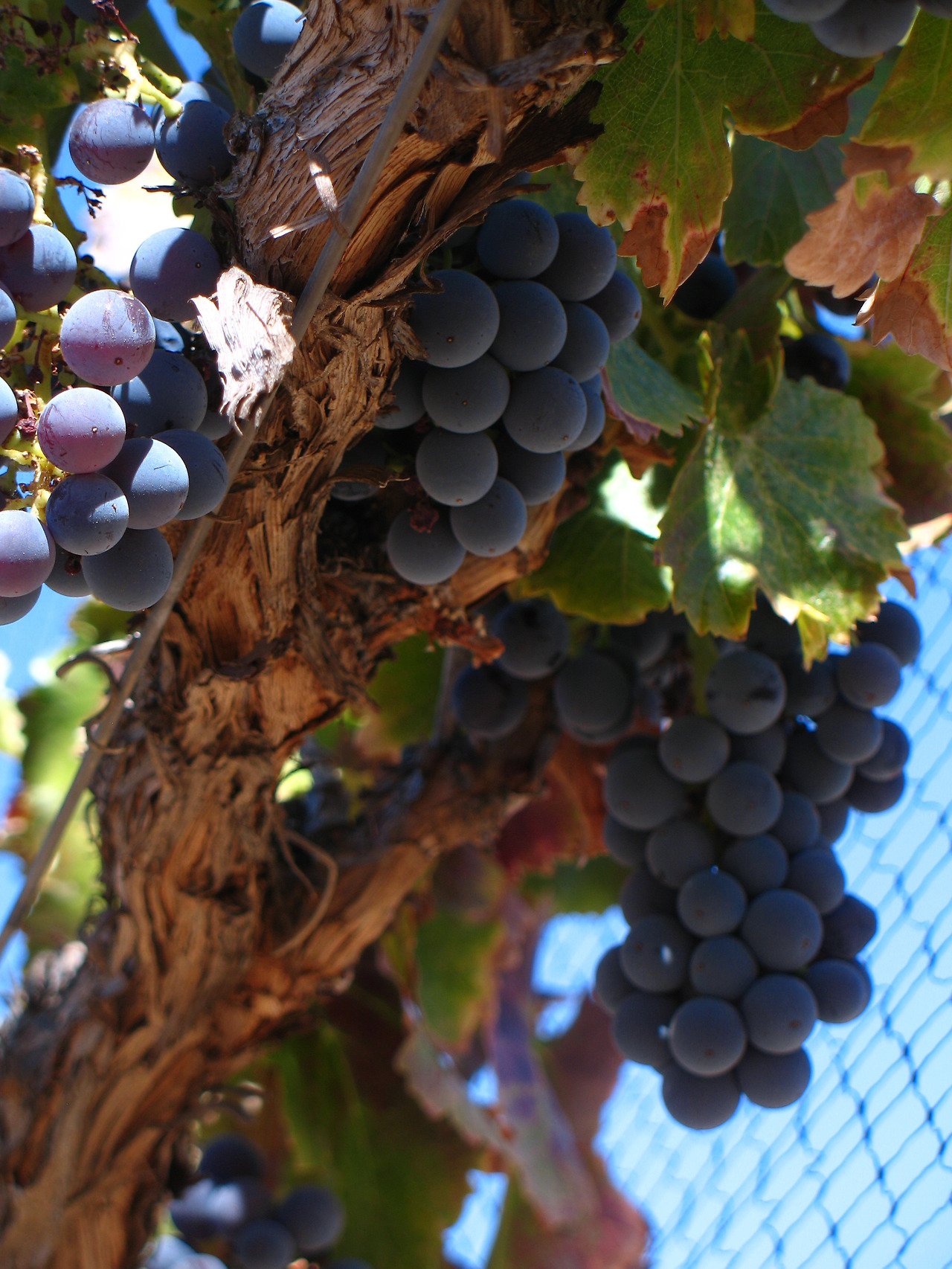 Grenache_grapes_on_vine.jpg
