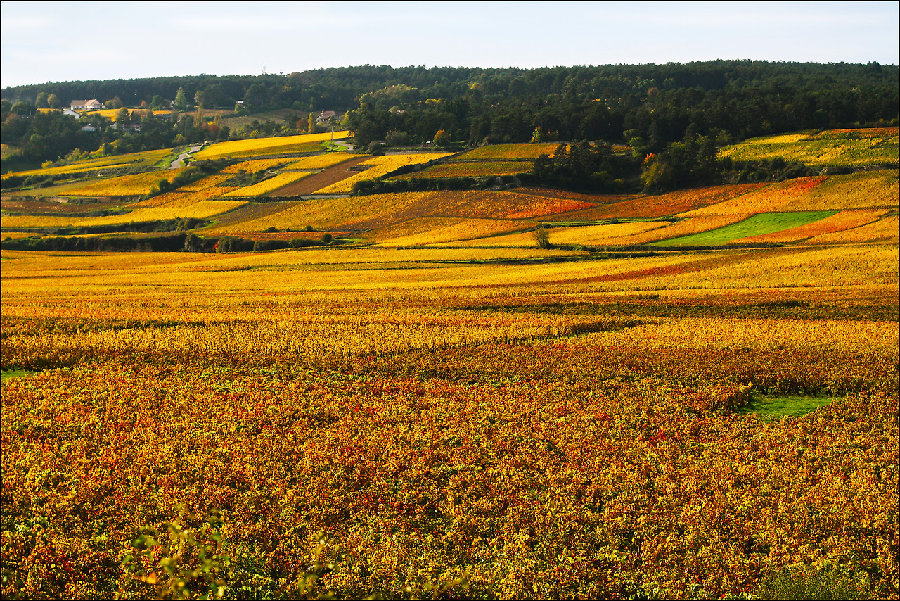 Vignoble_Beaune.jpg