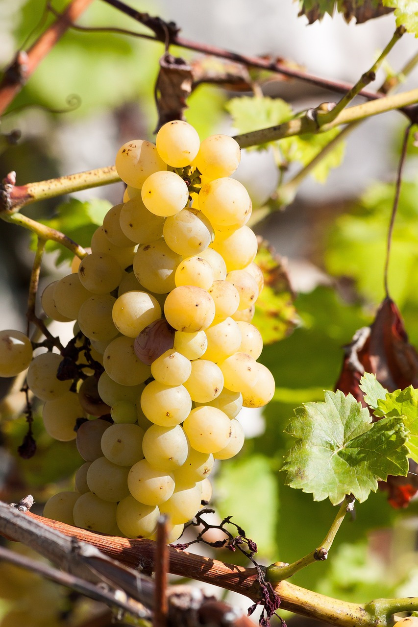 grapes-1731639_1280.jpg