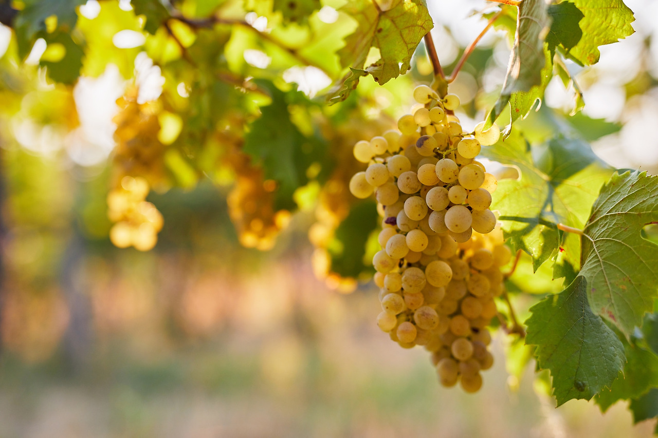 Riesling_iStock-1045872702.jpg