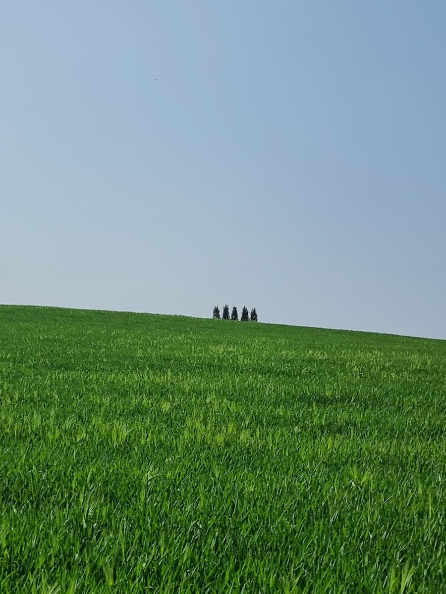 고창 청보리밭.jpg