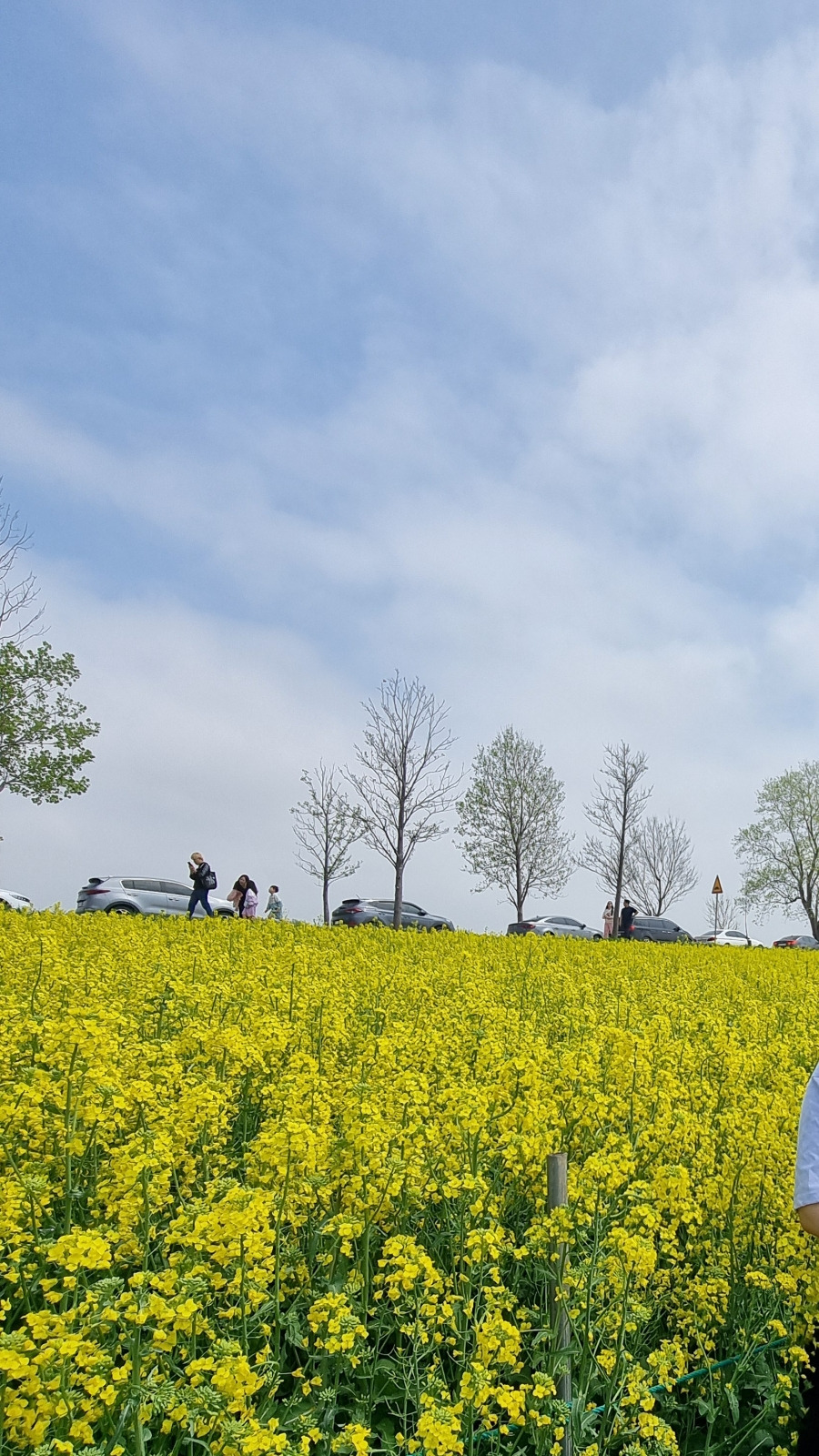 유채꽃_고창.jpg
