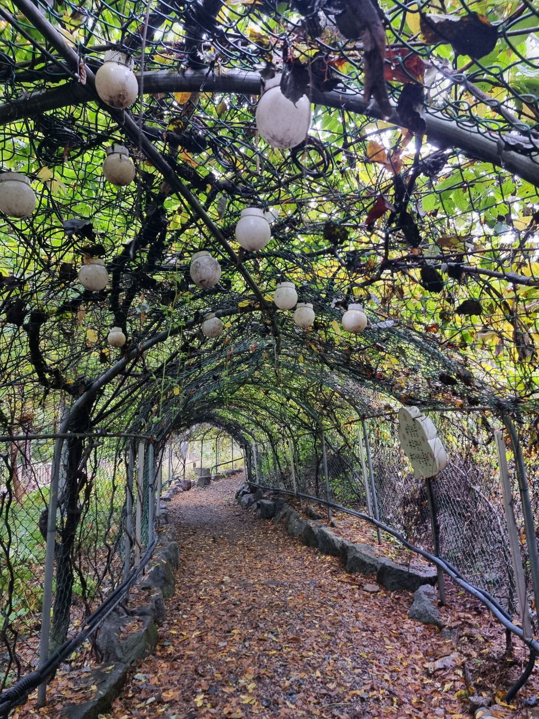 비오는 날의 산책4.jpg