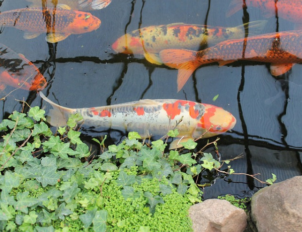 koi-5277213_640.jpg