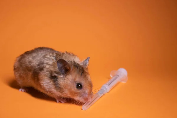 depositphotos_449072424-stock-photo-brown-hamster-mouse-medical-syringe.jpg