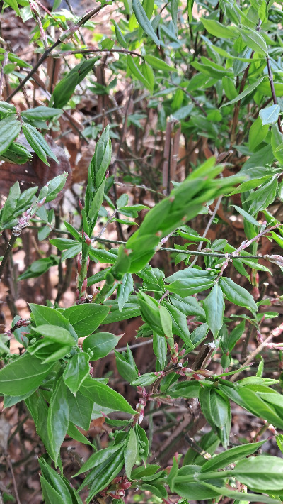 카지노 게임