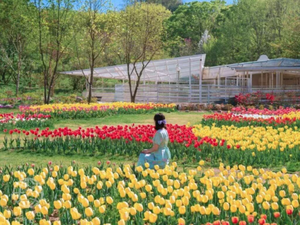 Tulip-attractions-in-Asan-City-1024x768.jpg
