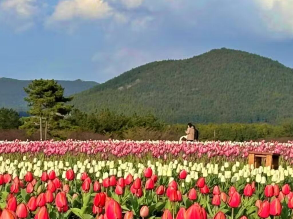 Jeju-Tulip-Festival-1024x768.jpg