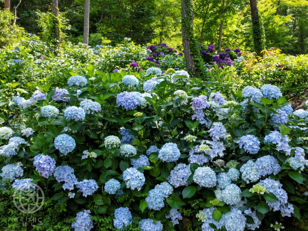 taejongsa-hydrangea-trail-1024x768.jpg