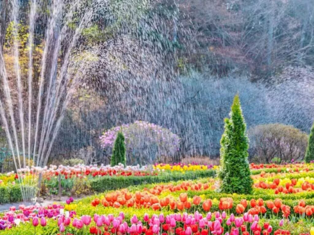 A-spring-flower-travel-destination-in-Gyeonggi-do-1-1024x768.jpg