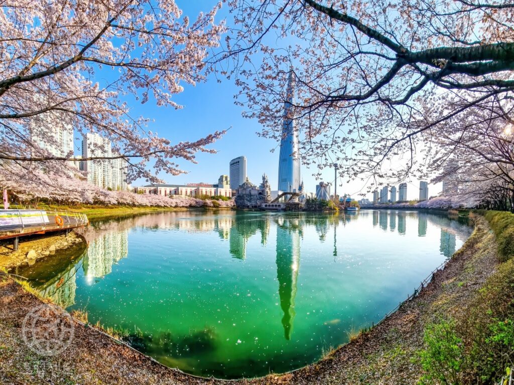 Seokchon-Lake-Cherry-Blossom-Festival-1-1024x768.jpg