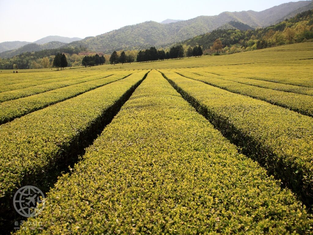 Green-tea-festival-in-Boseong-County-1024x768.jpg