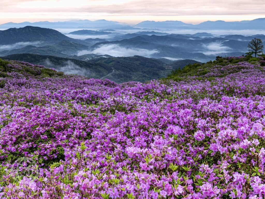 may-korea-travel-hwangmaesan-azalea-viewpoint-1-1024x768.jpg
