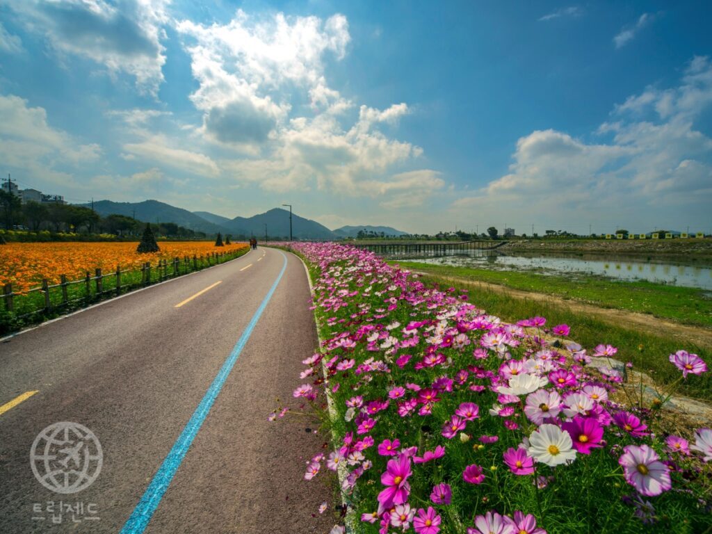 Jangseong-gun-Flower-Road-Festival-1024x768.jpg