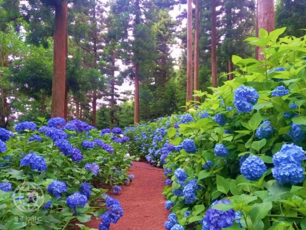 hydrangea-garden-forest-camping-spot-june-1-1024x768.jpg