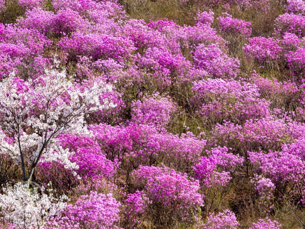 Azalea-flower-travel-destination-1-1024x768.jpg