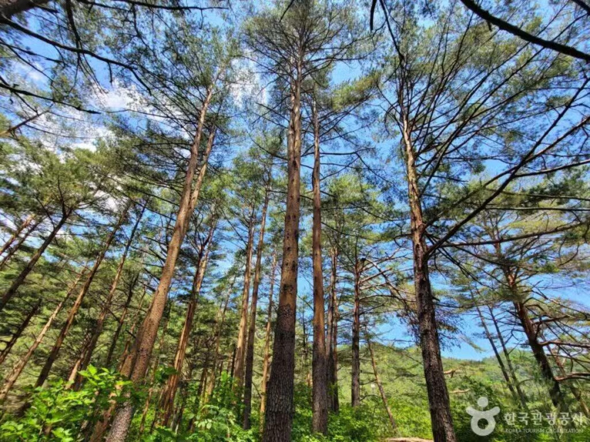 uljin-korea-geumgang-pine-forest-trail-may-3.jpg