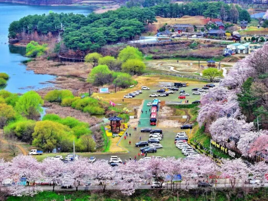 Cherry-Blossom-Festival-at-Daecheong-Lake-1024x768.jpg