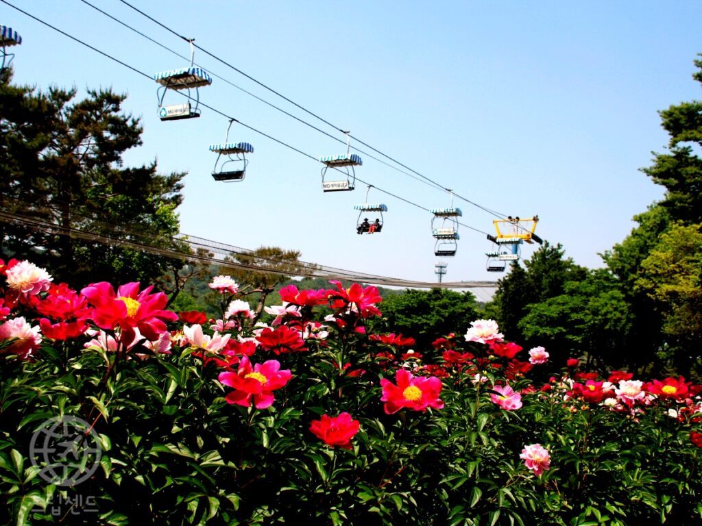 may-peony-garden-near-seoul-1024x768.jpg