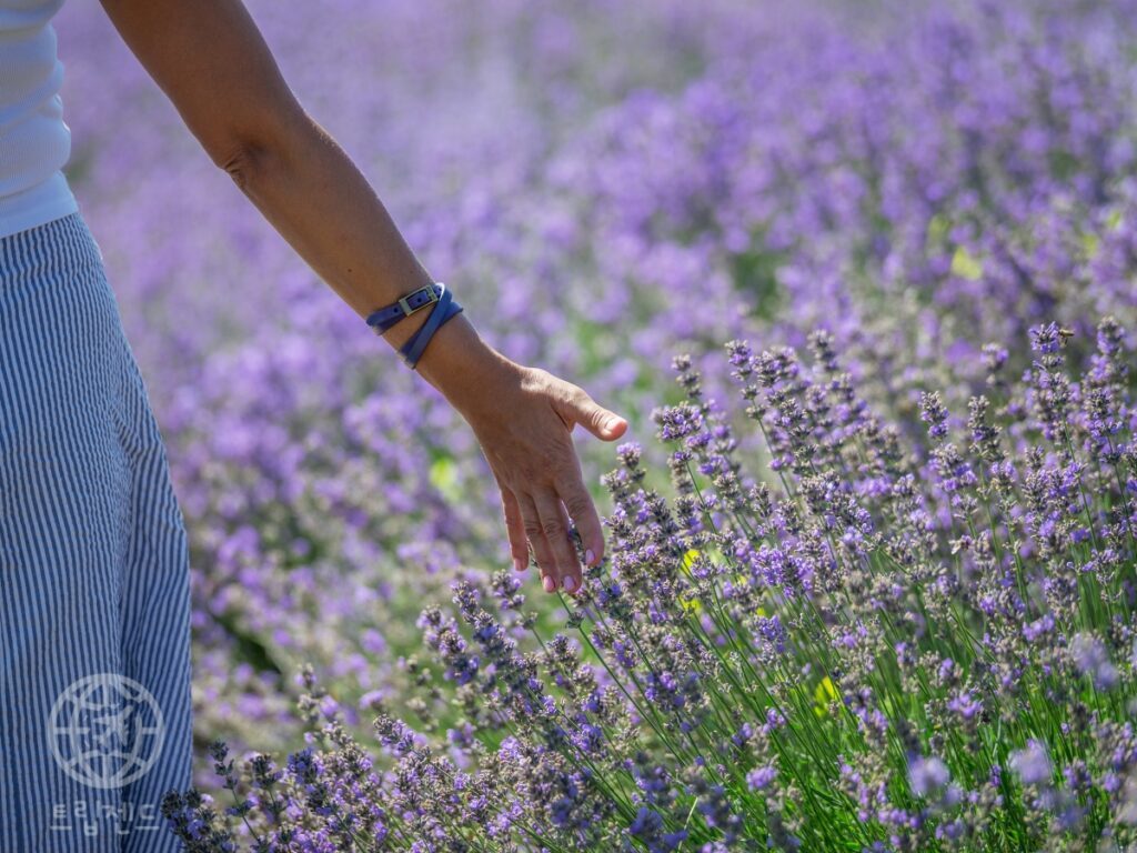 a-lavender-destination-in-June-1024x768.jpg