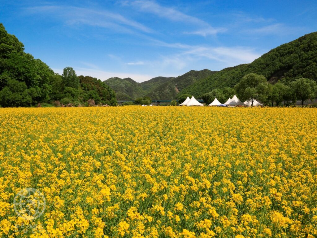 canola-flower-garden-in-Okcheon-gun-1024x768.jpg