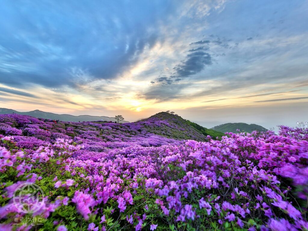 Hwangmaesan-Azalea-Festival-2-1024x768.jpg