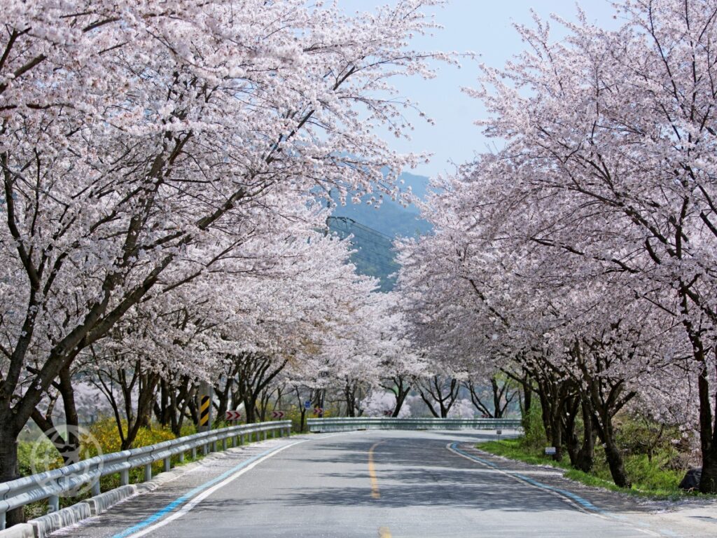 Hadong-Cherry-Blossom-Road-1-1024x768.jpg