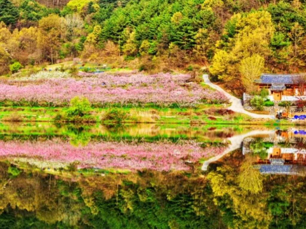 Peach-Flower-Travel-in-Yeongcheon-City-1024x768.jpg