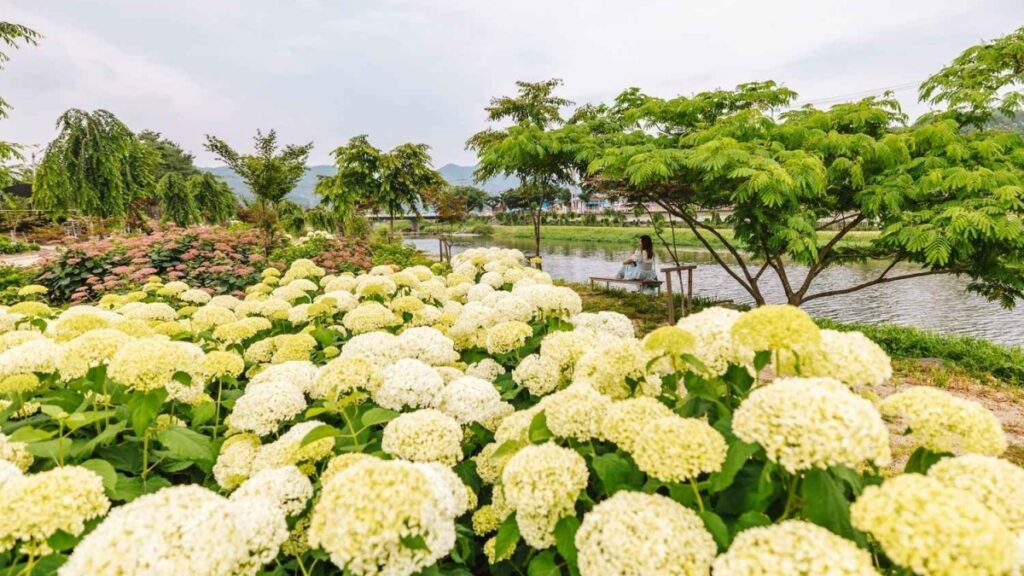 its-free-so-go-you-wont-regret-it-the-largest-hydrangea-festival-in-the-central-region-that-only-lasts-for-3-days-1024x576.jpg