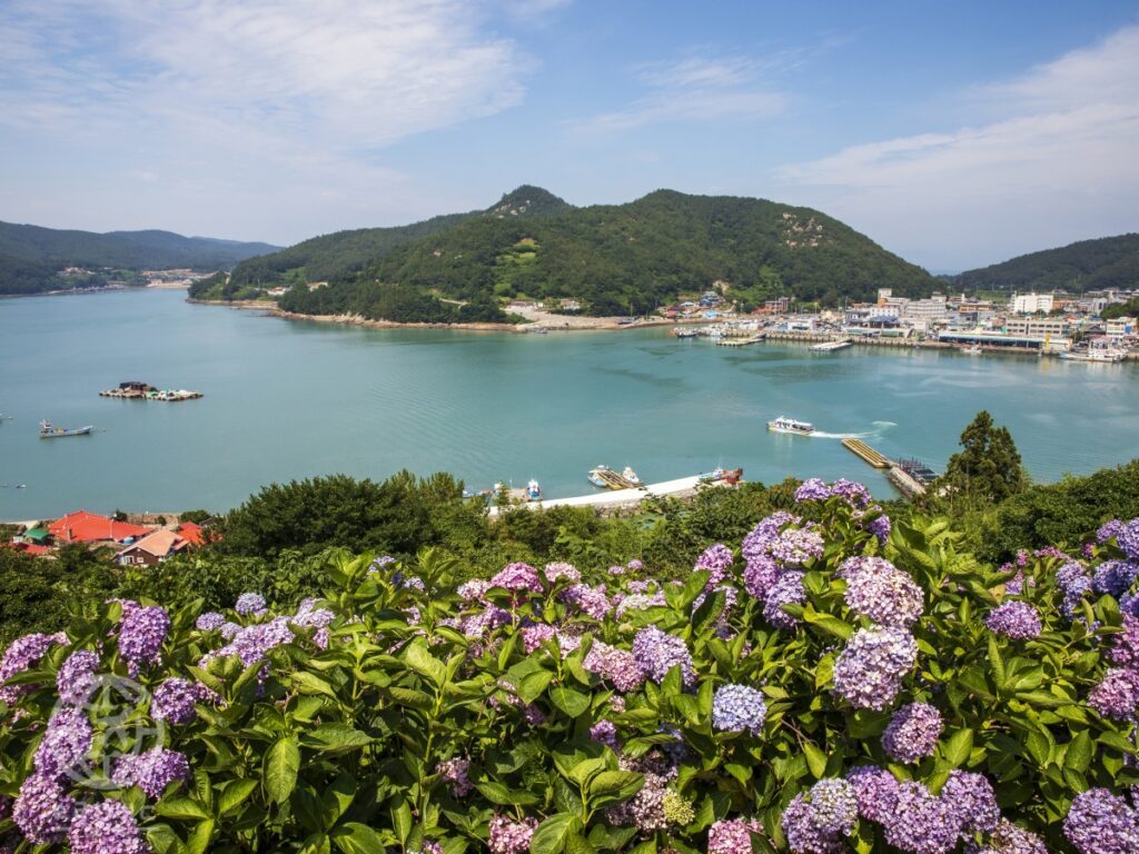 goheung-aedo-hydrangea-island-travel-2025-1-1024x768.jpg