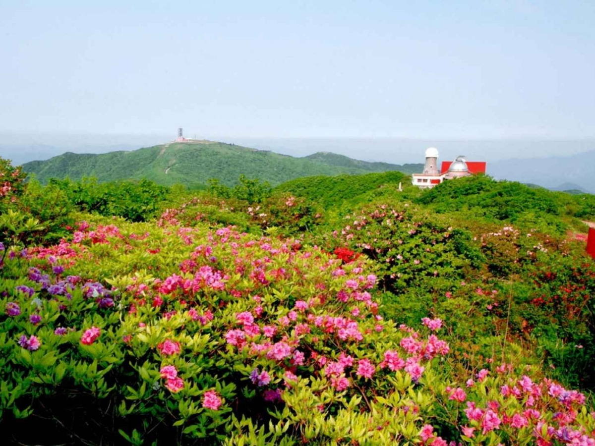 batch_a단양 소백산 철쭉제 (2)_공공누리_제3유형.jpg