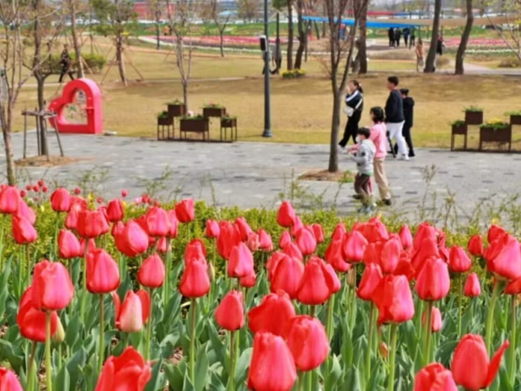 Tulip-attraction-in-Pyeongtaek-City-1024x768.jpg