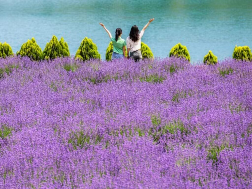 mulung-lavender-festival-1024x768.jpg