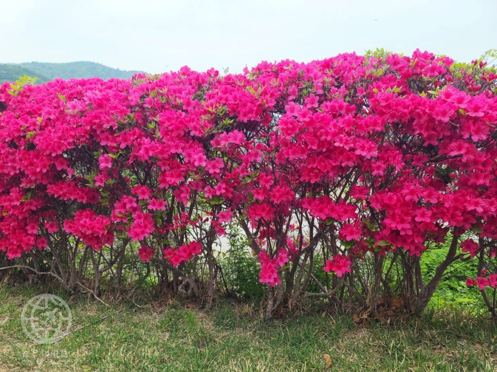 Asan-City-Royal-Azalea-Festival-1024x768.jpg