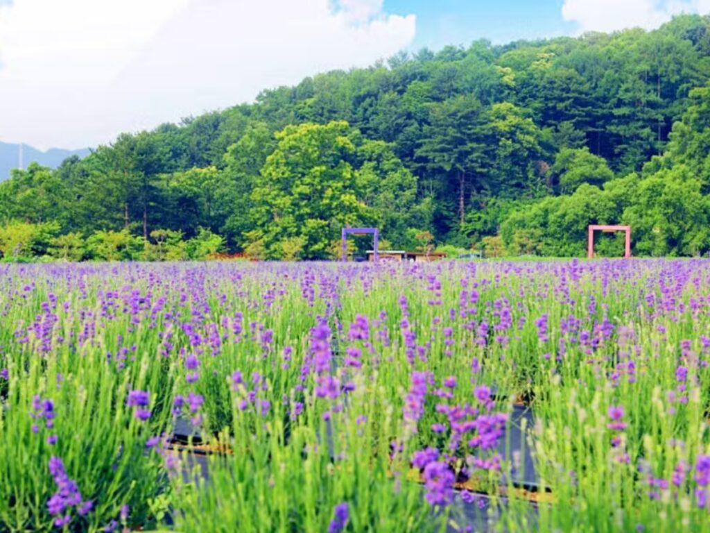 early-lavender-trip-korea-1024x768.jpg