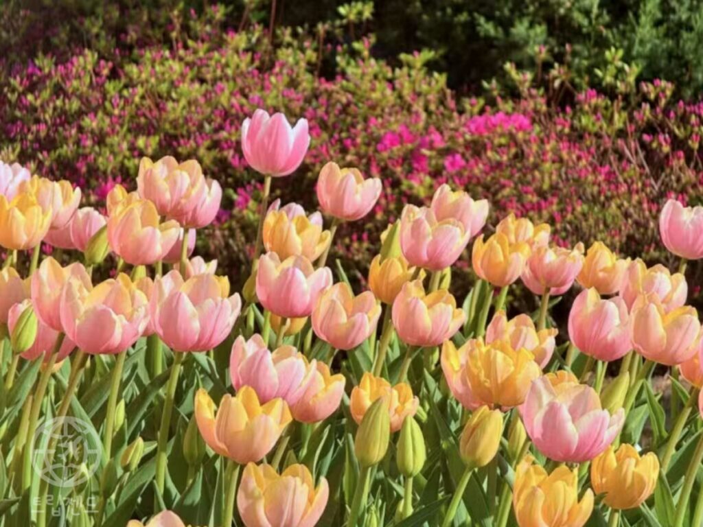 the-ultimate-tulip-king-a-spring-flower-garden-enjoyed-by-all-families-couples-and-dogs-1024x768.jpg